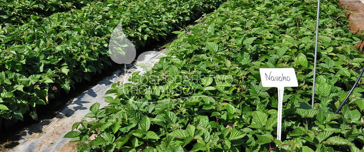 arándano americano baya de kamchatka mora sin espinas kiwi pequeño arándano de frutos grandes plántulas Polonia 02