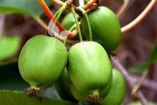 kiwi pequeño