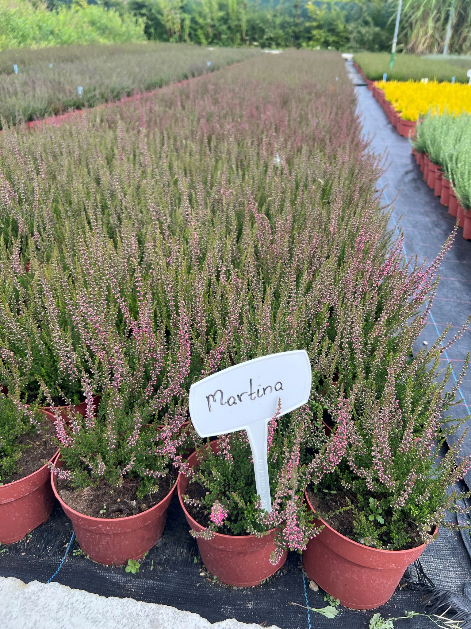 brezos plántulas